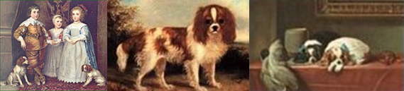 cavalier king charles spaniel royal decree