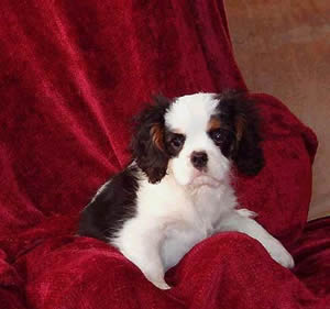 Panda puppy